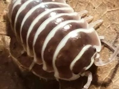 Chocolate Zebra Isopods