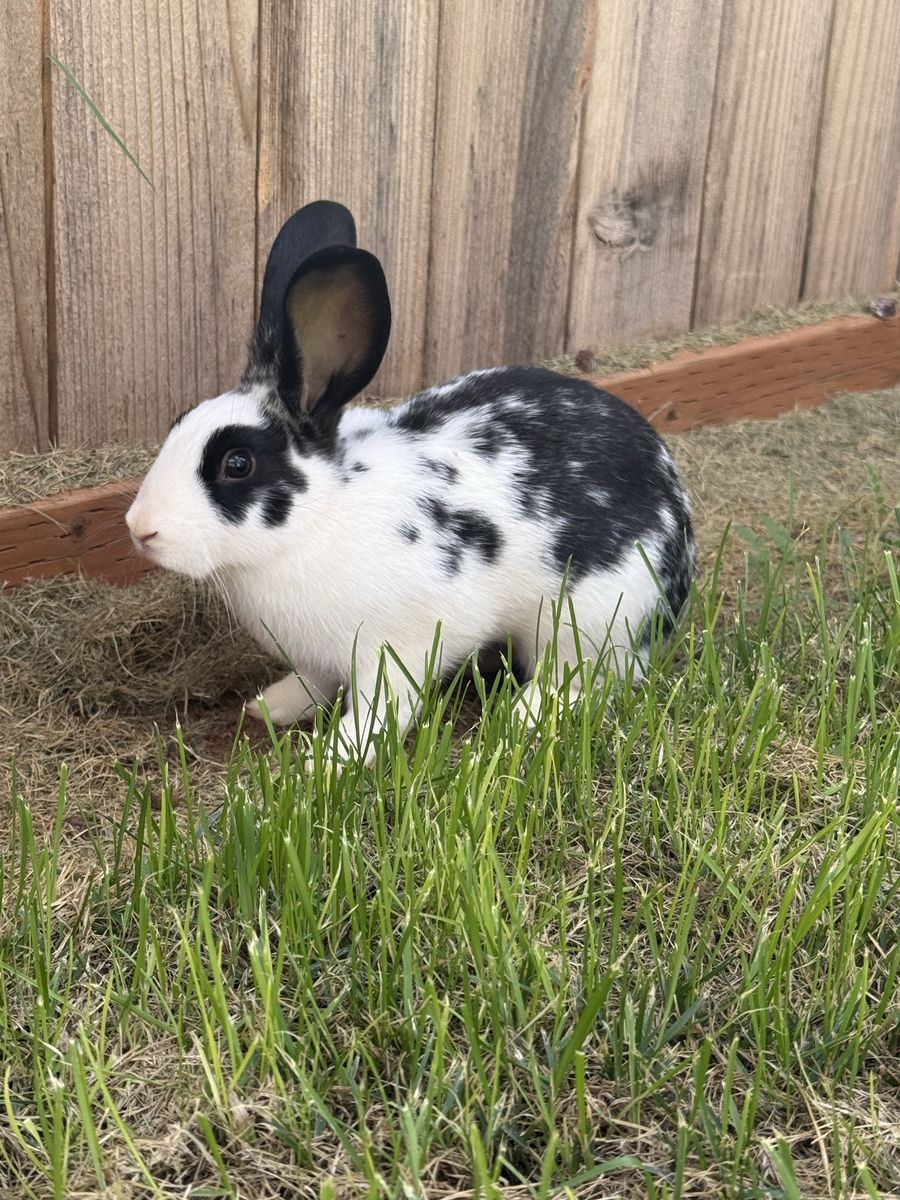 Female Rex rabbit