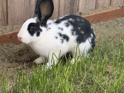 Female Rex rabbit