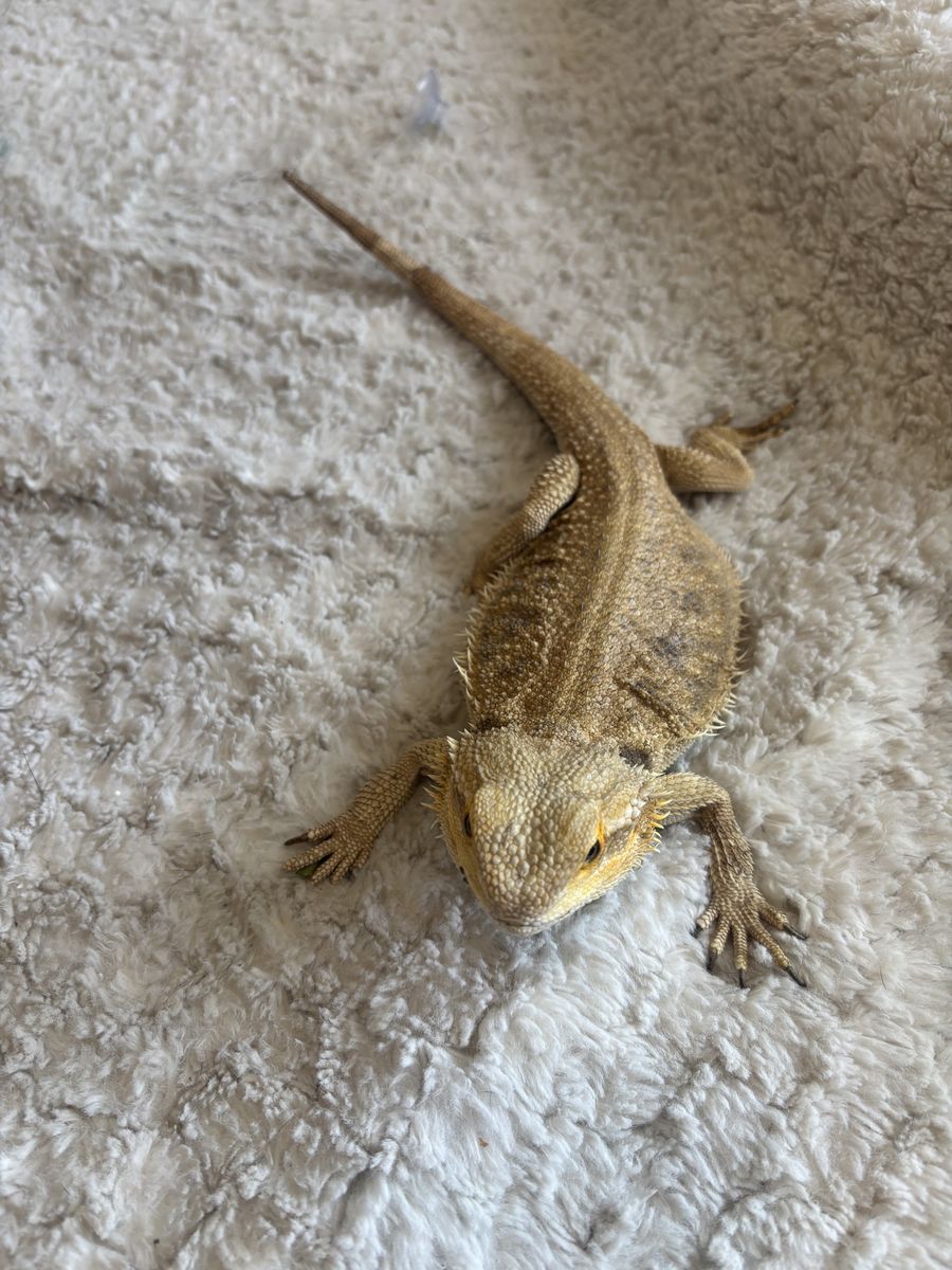 Female adult bearded dragon