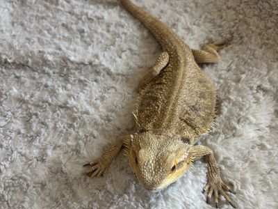 Female adult bearded dragon