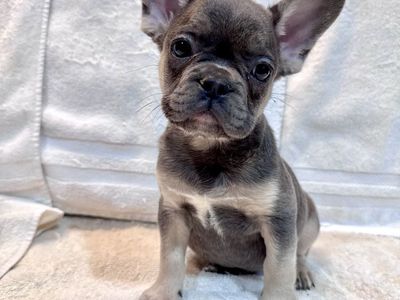 AKC French Bulldog Puppies- Blue with Tan Points