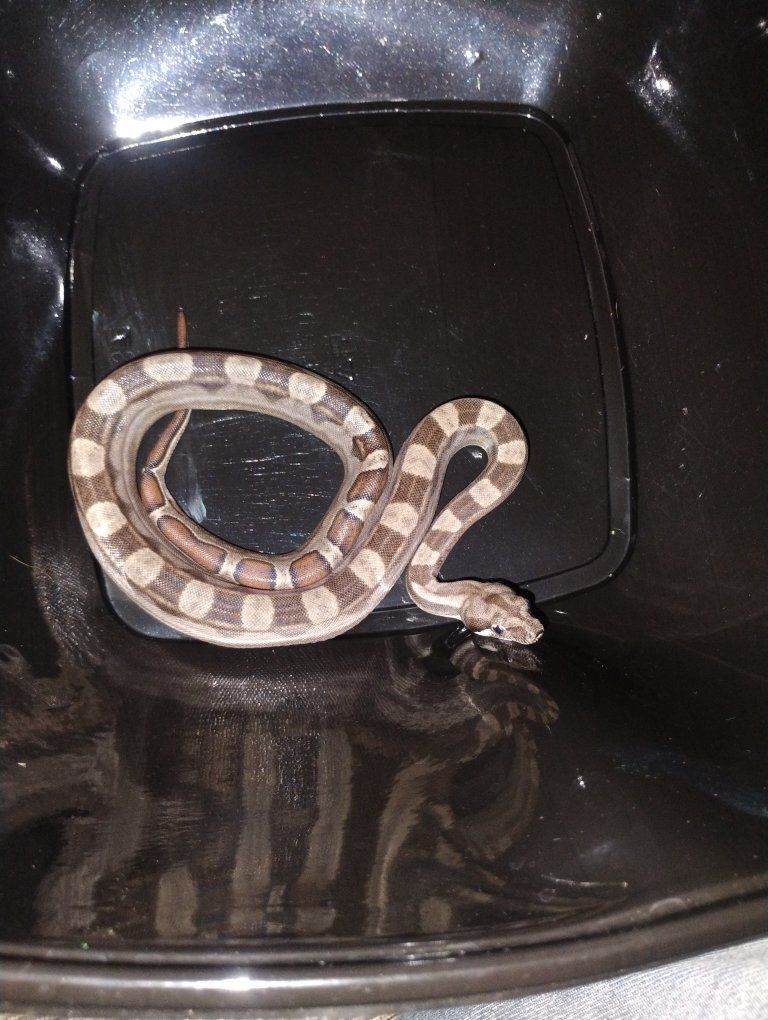 male motley boa 50% het kahl albino