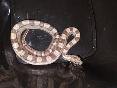 male motley boa 50% het kahl albino