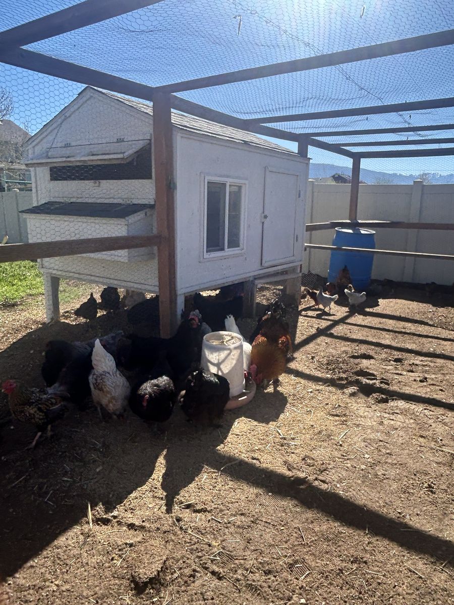 Laying Hens