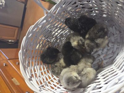 Ameraucana Chicks Blue, black and splash