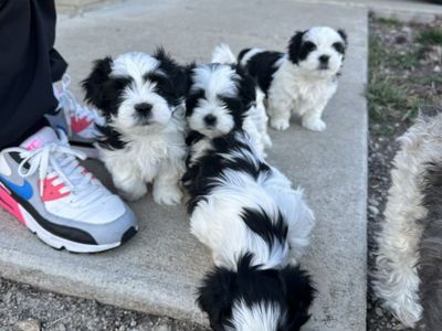 Male Shih Tzu Full Breed Puppy