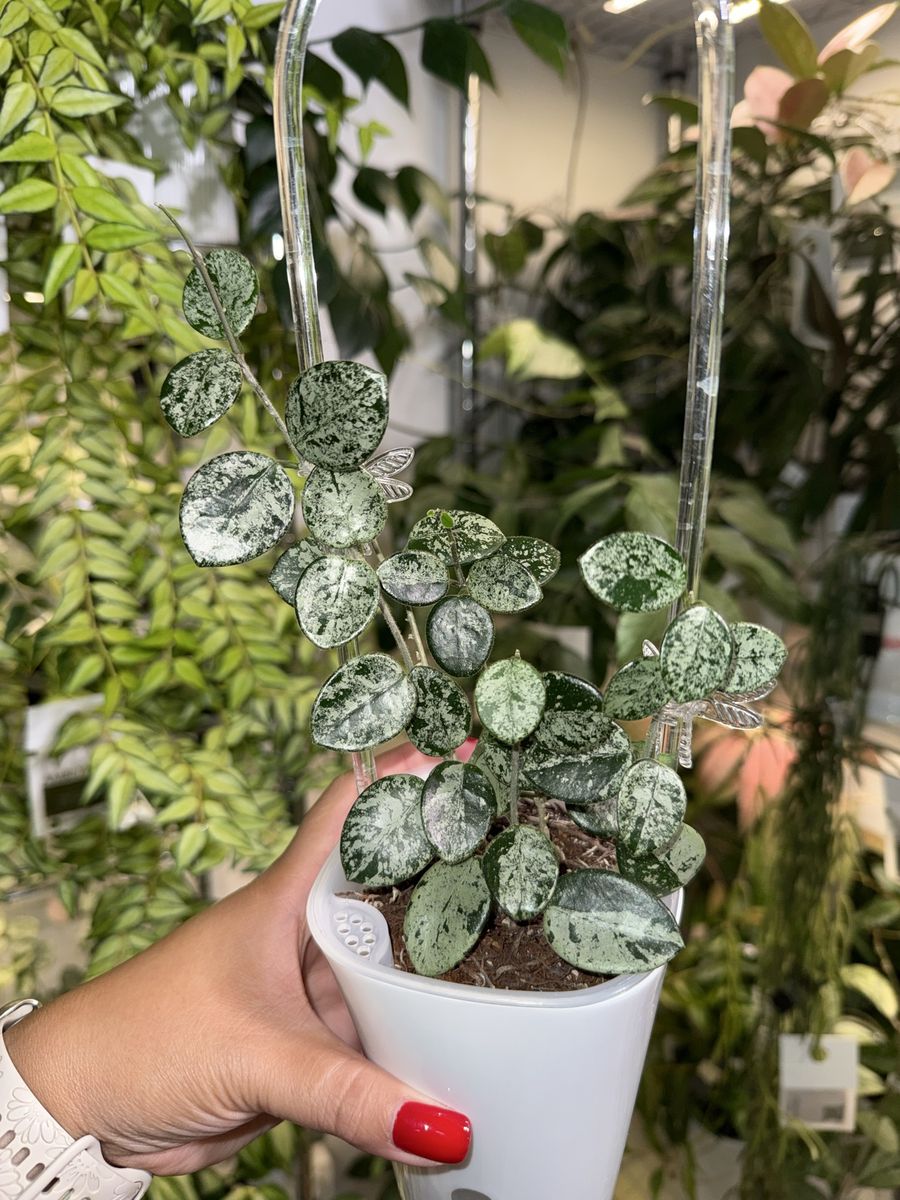 Hoya ‘Mathilde’ (splash) - Plant