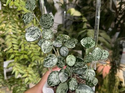 Hoya ‘Mathilde’ (splash) - Plant