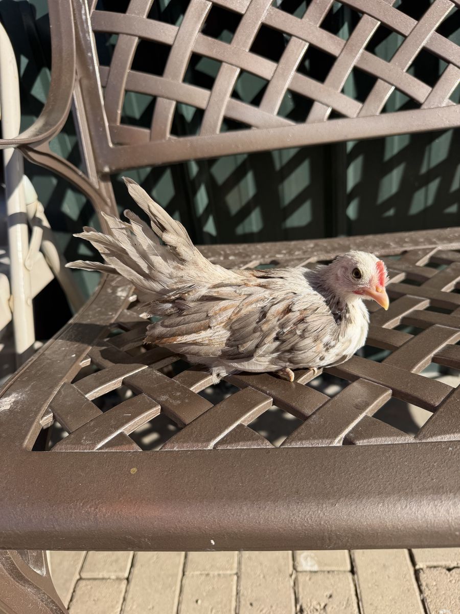 Fawn silver Wheaton phoenix
