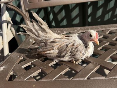 Fawn silver Wheaton phoenix