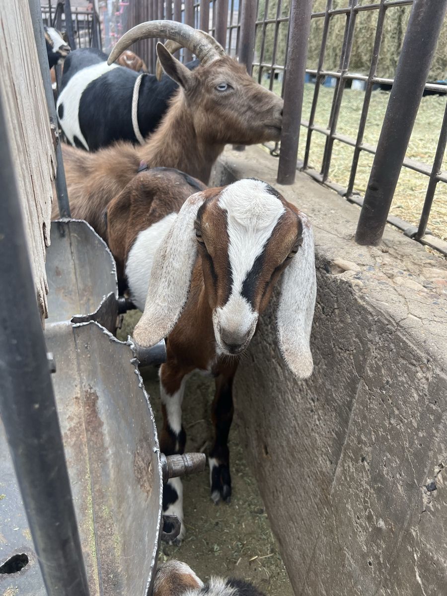 Nubian Bucklings