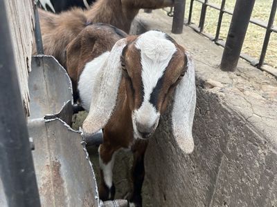 Nubian Bucklings