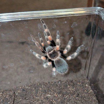 Mexican Red Knee Tarantula
