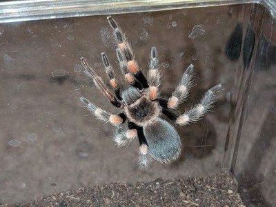 Mexican Red Knee Tarantula