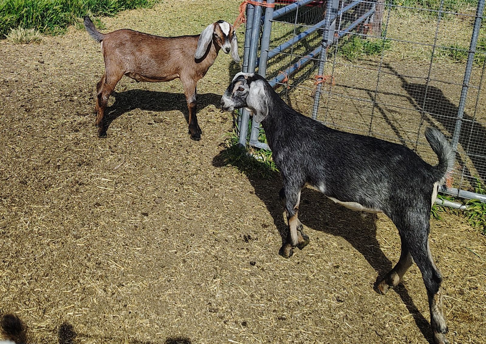 Nubian bucklings