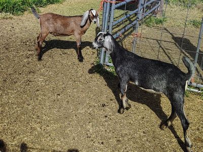 Nubian bucklings