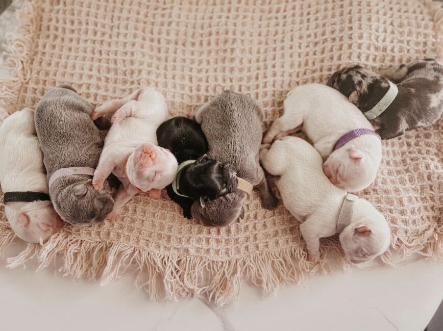 Fluffy French Bulldogs AKC Titled & Health Tested