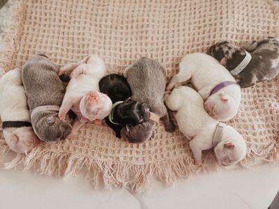 Fluffy French Bulldogs AKC Titled & Health Tested