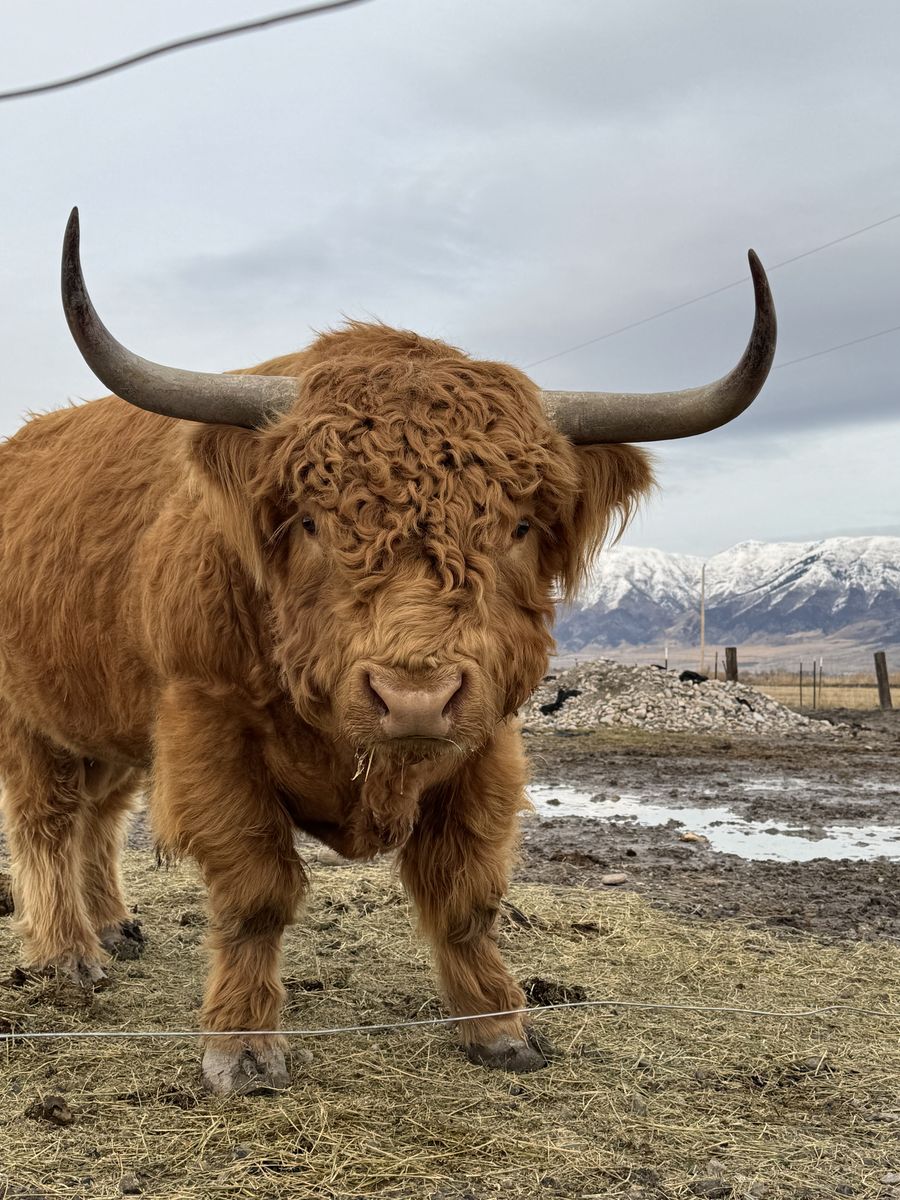 Bull Highlander