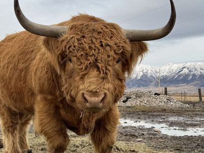 Bull Highlander
