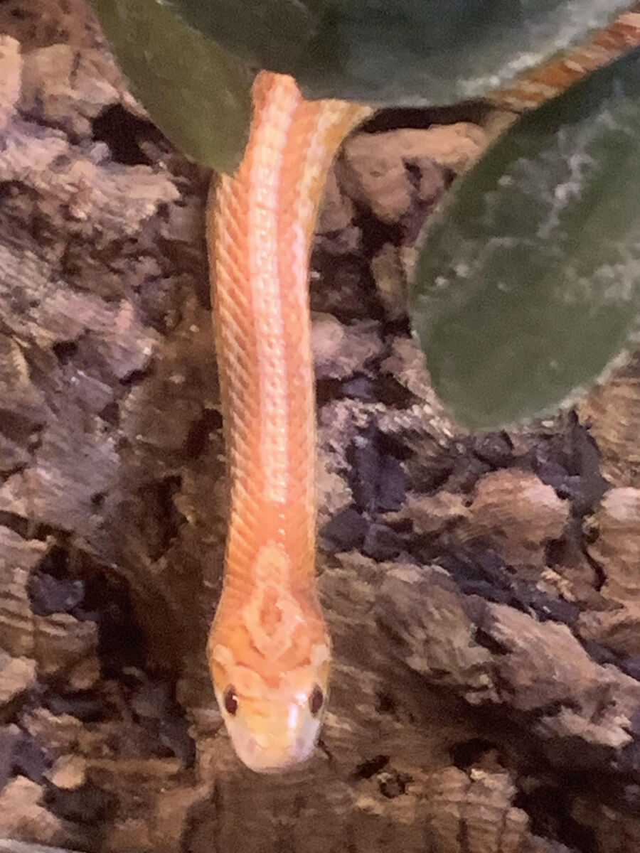 Male Corn Snake