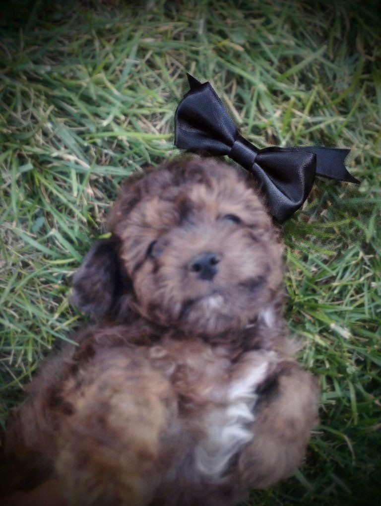 toy poodle  /aussiedoodle