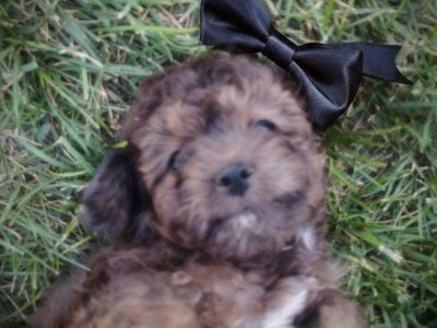 toy poodle /aussiedoodle