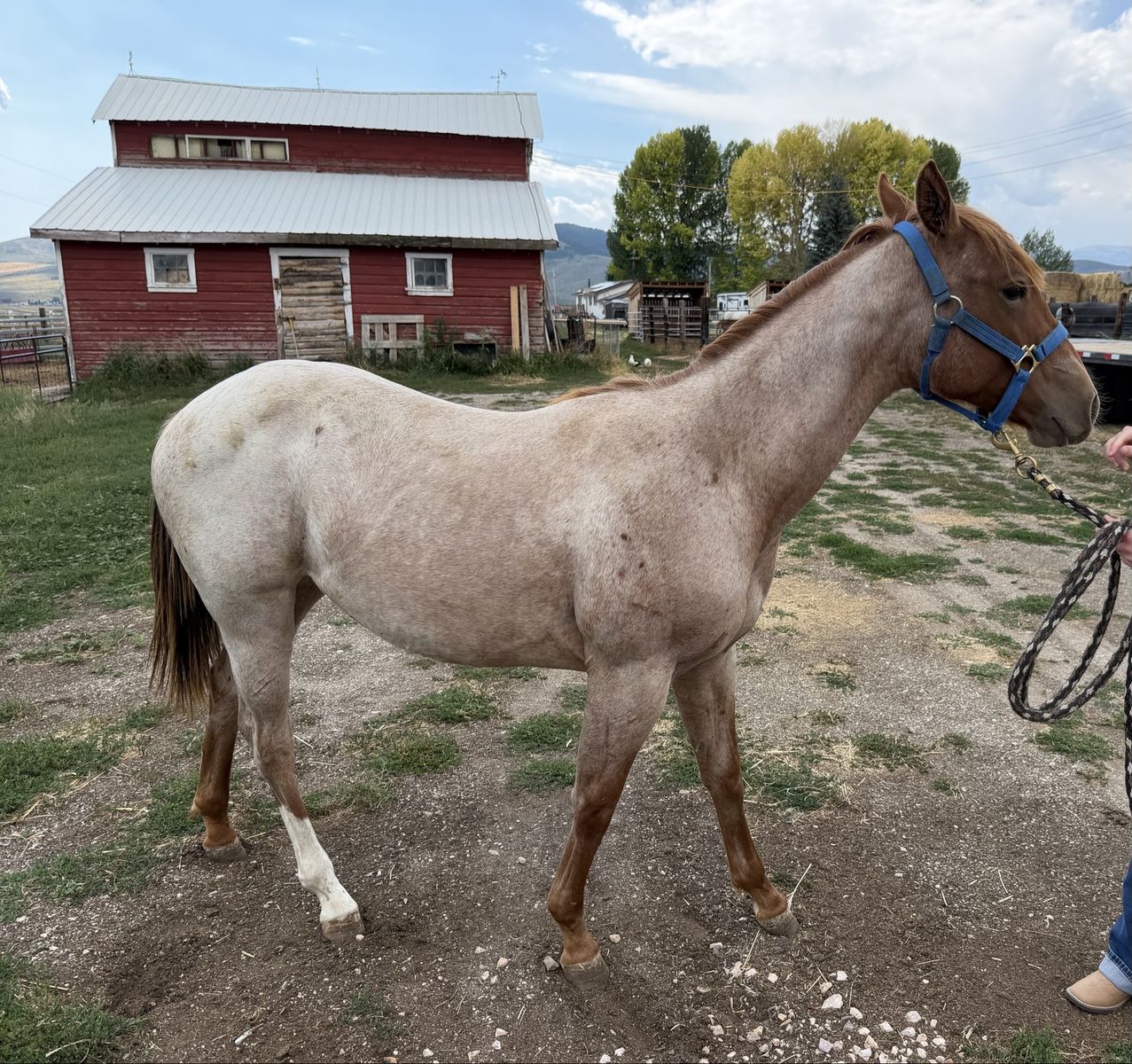 AQHA yearling filly (Bet Hesa Cat/Hashtags)
