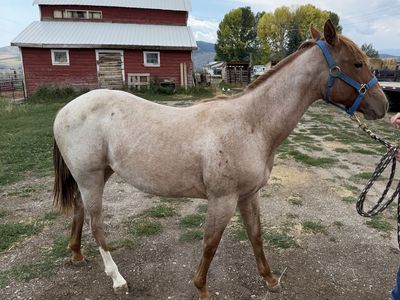 AQHA yearling filly (Bet Hesa Cat/Hashtags)