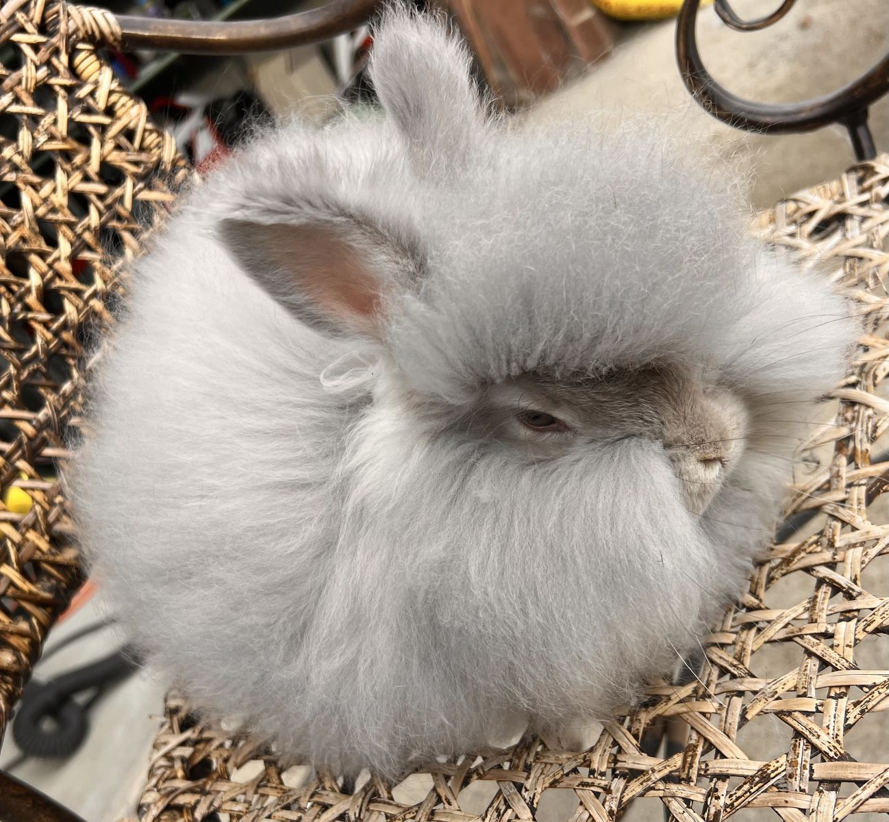 Pedigreed English Angora baby girl