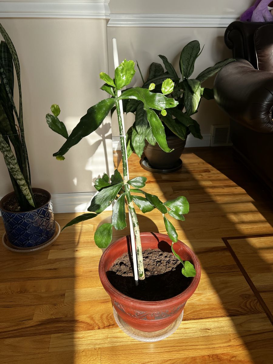 32” Tall Cactus Tree 12" Pot