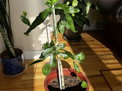 32” Tall Cactus Tree 12" Pot