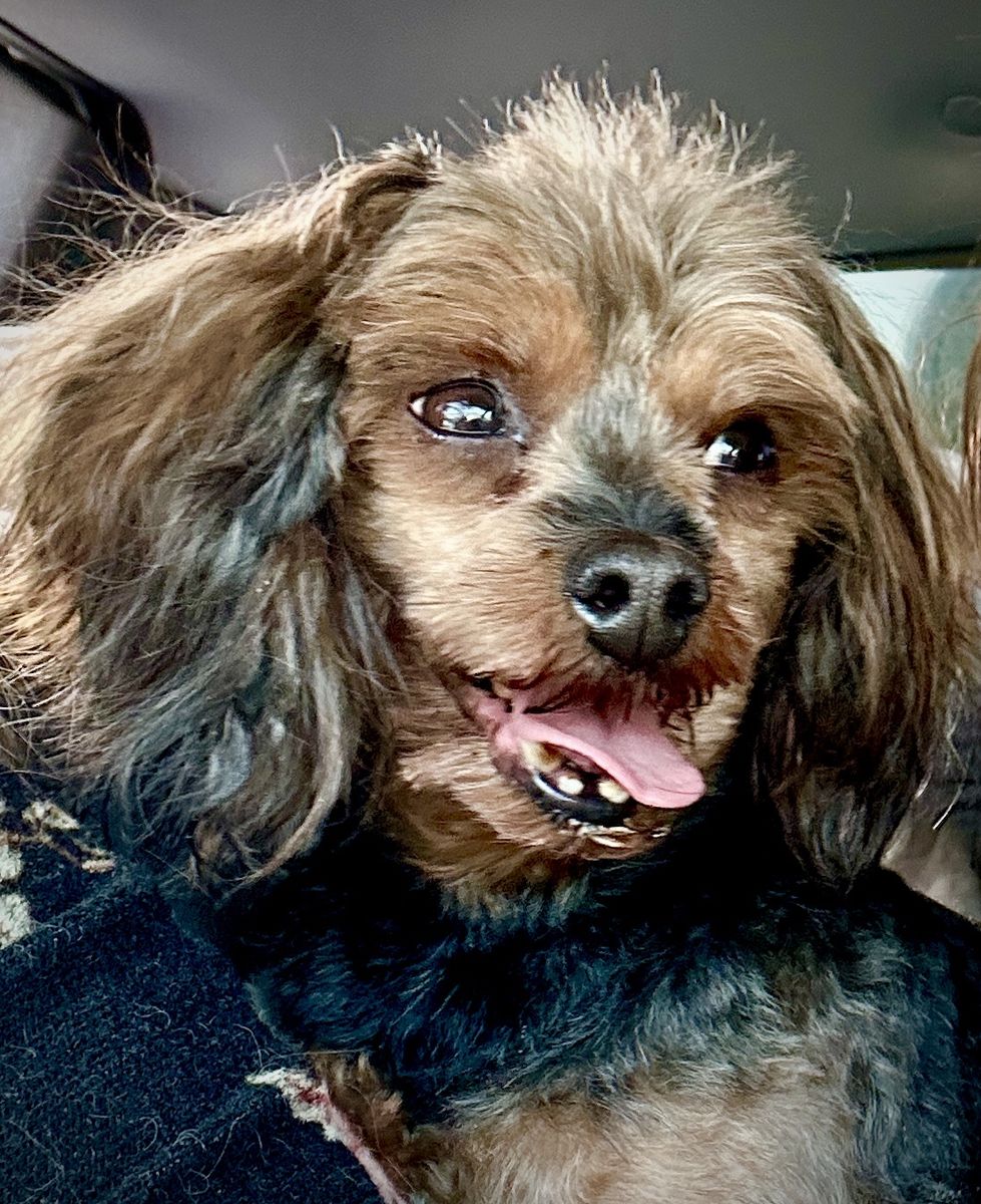 Sweet, Small Yorkiepoo Yorkie Toy Poodle Stud – Free with Breeding Terms OR $600 Outright