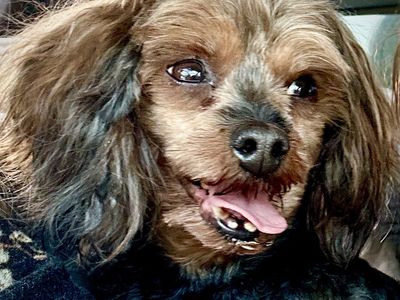 Sweet, Small Yorkiepoo Yorkie Toy Poodle Stud – Free with Breeding Terms OR $600 Outright