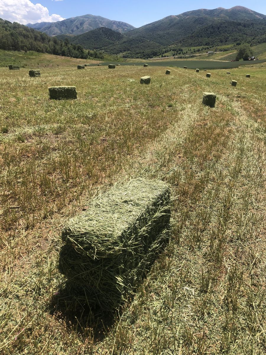 Quality Alfalfa Bales
