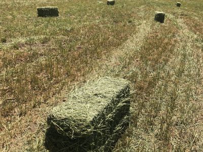 Quality Alfalfa Bales