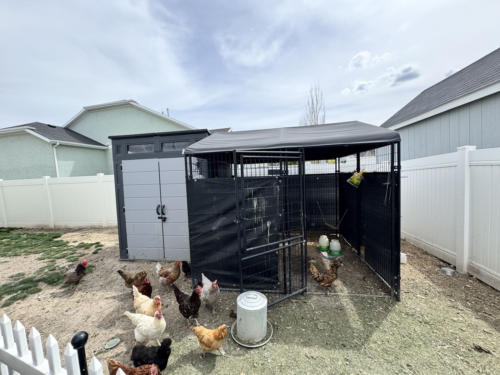 Chicken coop, run, hens.