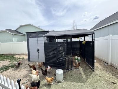 Chicken coop, run, hens.