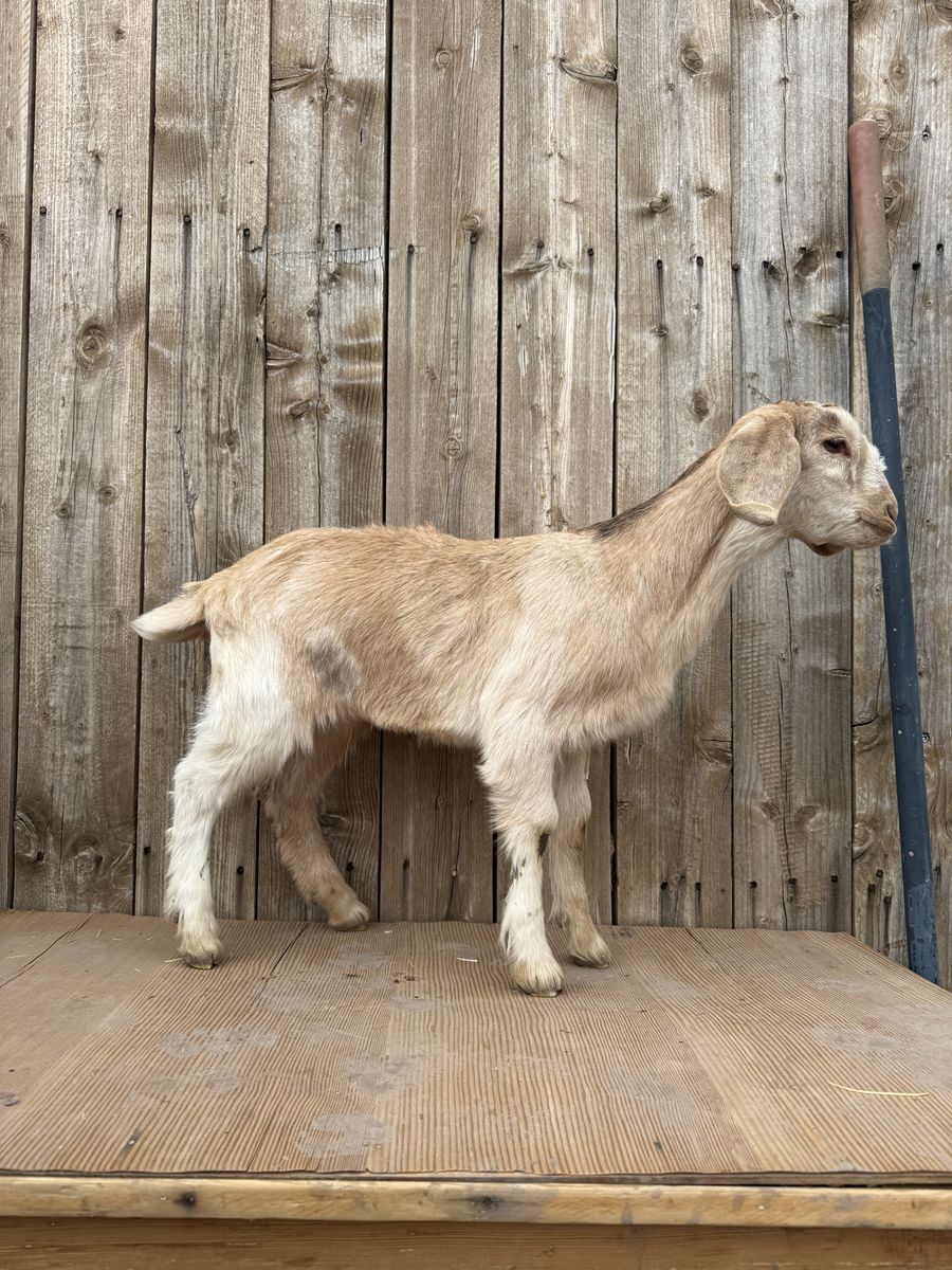 Sweet Apricot Color 3/4 Nubian 1/4 Boer Doeling