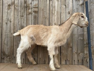 Sweet Apricot Color 3/4 Nubian 1/4 Boer Doeling