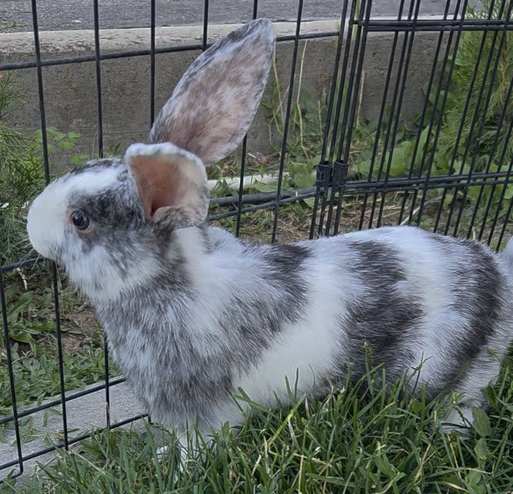 Magpie Harlequin Bunny Rabbit