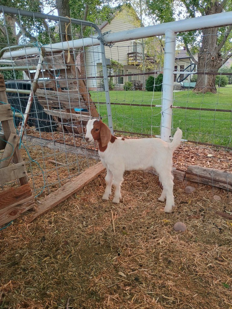 Boer Goat Kids