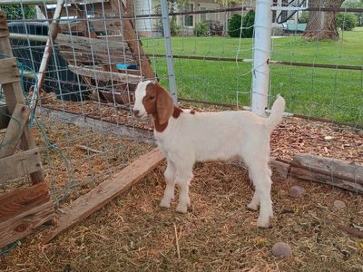 Boer Goat Kids