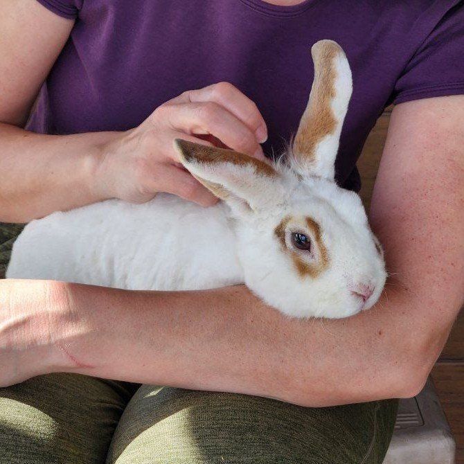 Athletic friendly bunny