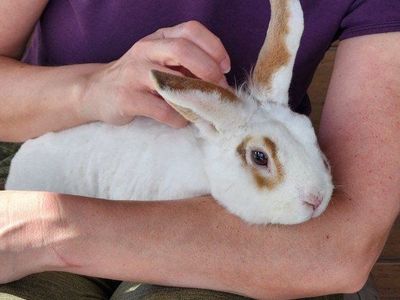 Athletic friendly bunny