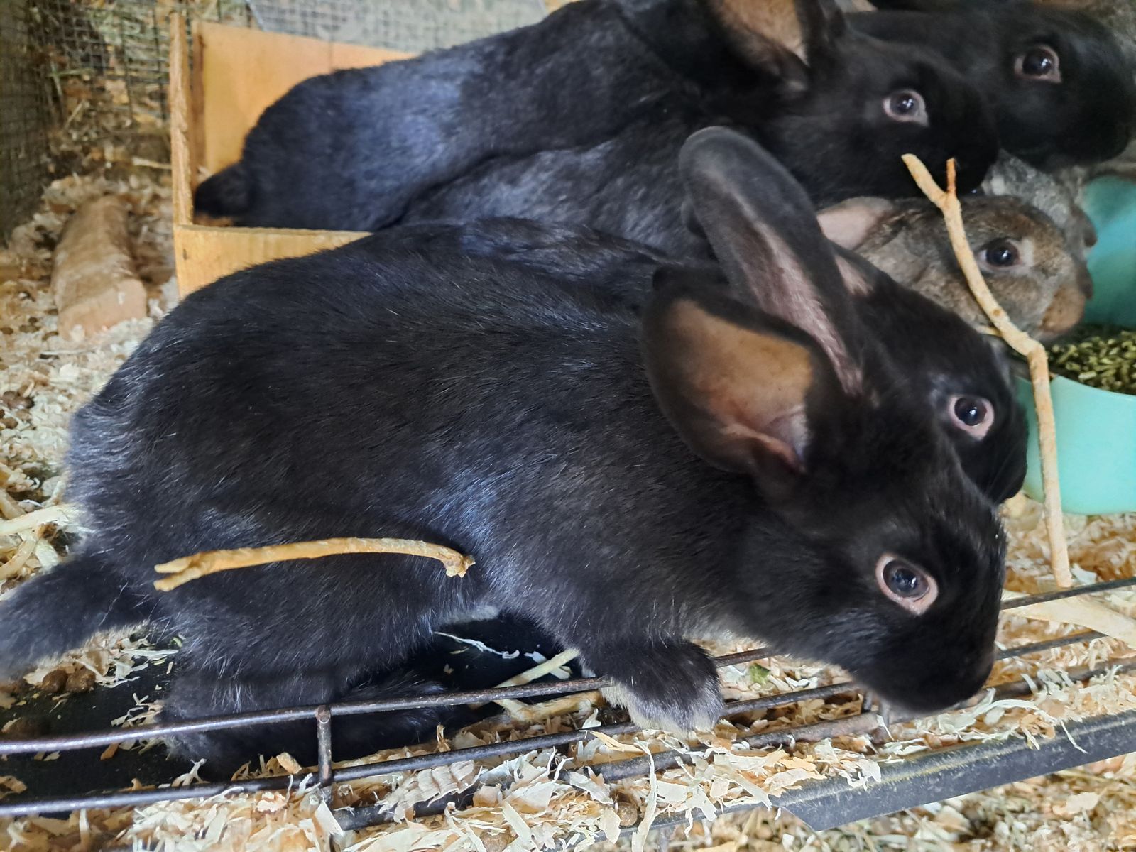 6 Friendly New Zealand/Silver Fox Rabbits. Bunnies for Sale!