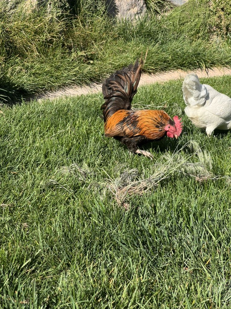 Serama Rooster