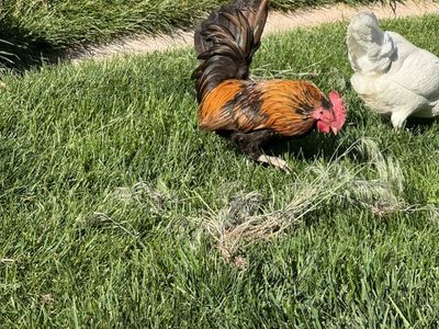 Serama Rooster