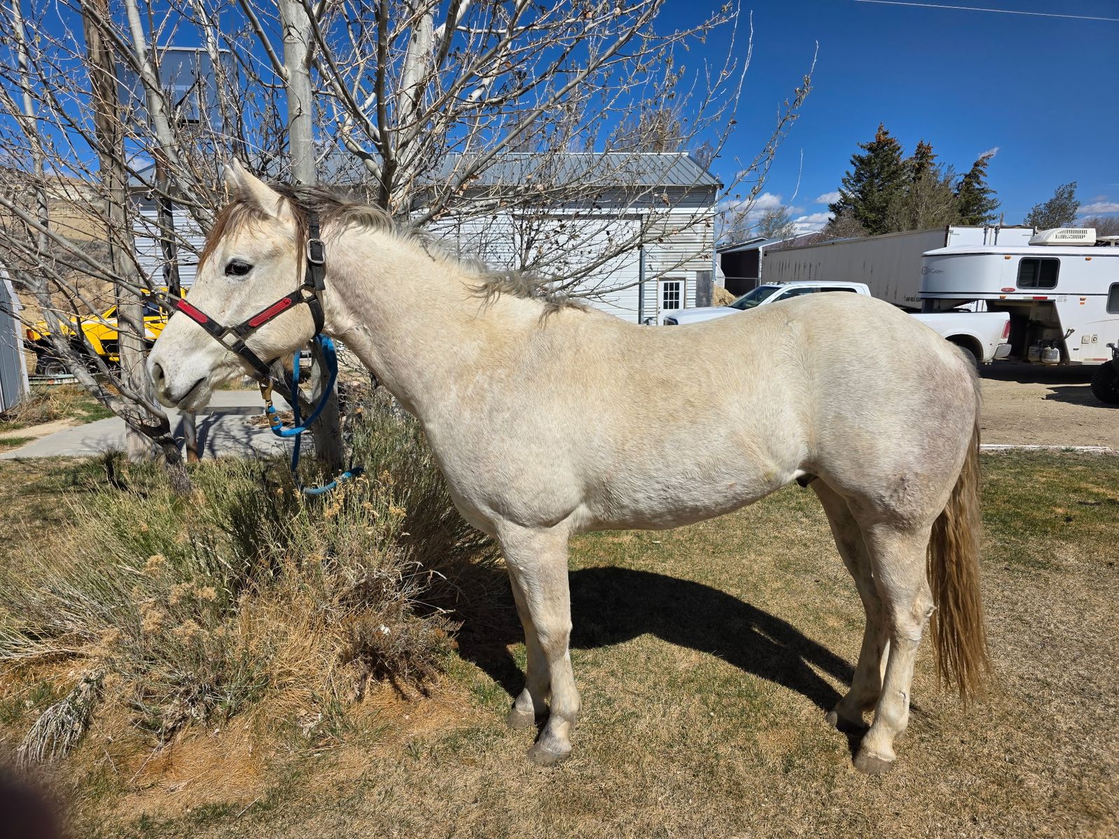 3 year old Ranch/Trail Gelding